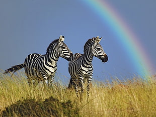 two zebra walking on grassland under the rainbow HD wallpaper